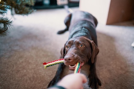 En este momento estás viendo Los 3 mejores juguetes para perros que debes tener en casa.