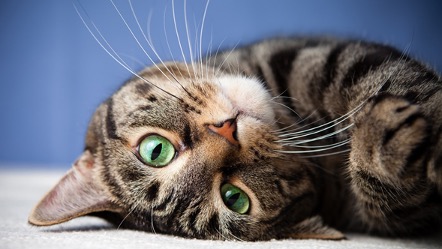 Lee más sobre el artículo El maullido de los gatos: tipos de maullidos y qué significan.
