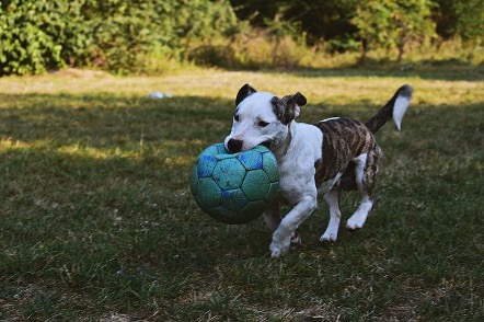 Perro traendo balón de futbol.