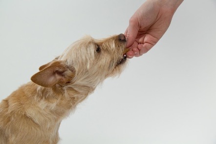 Lee más sobre el artículo Alimentos prohibidos para los perros