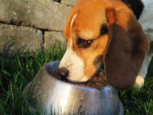 Lee más sobre el artículo ¿Cuántas veces puede comer un perro adulto?