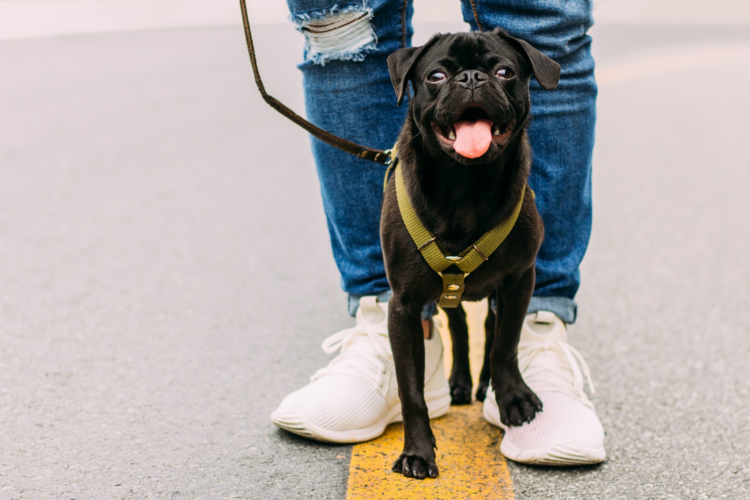 Lee más sobre el artículo ¿Cuál es la forma correcta de sacar a pasear a un perro?