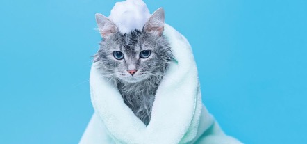 Lee más sobre el artículo ¿Cómo bañar a mi gato?¿Qué métodos existen?