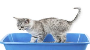 Lee más sobre el artículo 3 consejos para enseñarle a tu gato a usar su caja de arena.