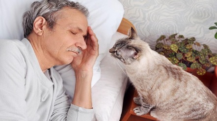 Lee más sobre el artículo ¿Por qué mi gato me despierta en las noches y madrugadas?