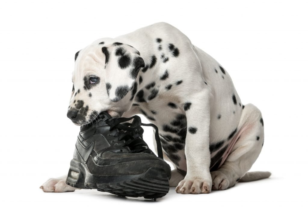 En este momento estás viendo ¿Por qué mi perro se come mis zapatos?