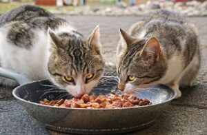 Lee más sobre el artículo Comida húmeda para gatos ¿debo alimentar a mi gato con ella?