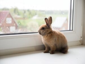 Lee más sobre el artículo ¿Cómo enseñar a un conejo a que obedezca y sea domesticado?