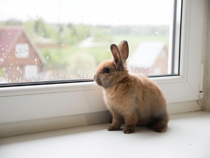 En este momento estás viendo ¿Cómo enseñar a un conejo a que obedezca y sea domesticado?