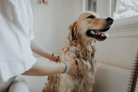 En este momento estás viendo 3 Consejos para cuidar el pelaje de tu perro ¿Cómo peinar a tu perro?