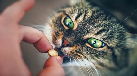 Lee más sobre el artículo ¿Cómo darle un remedio a mi gato sin que lo rechace?