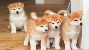Lee más sobre el artículo ¿Cuáles son las razas de perros más caras de la actualidad?