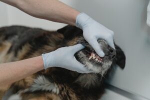 Lee más sobre el artículo El mal de la rabia en los perros una enfermedad muy peligrosa