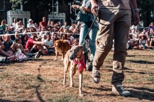 Lee más sobre el artículo Las mejores exposiciones caninas de España 2021
