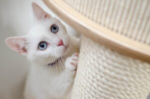 Lee más sobre el artículo Mi gata amasa y muerde mis sábanas y mantas ¿Por qué?