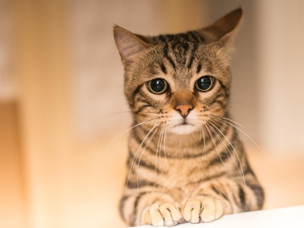 Lee más sobre el artículo ¿Por qué mi gato no deja de llorar cuando me voy de casa?