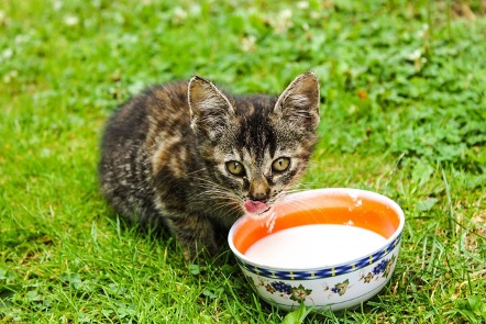 Lee más sobre el artículo ¿Pueden los gatos beber leche de vaca?