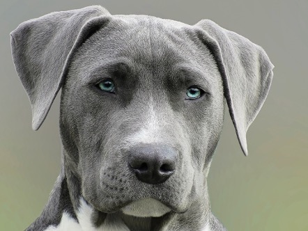 Lee más sobre el artículo Razas de perro violento ¿Cuáles son las razas de perro más agresivas?