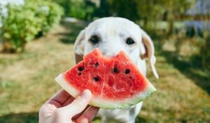 Lee más sobre el artículo Frutas para perros ¿Qué frutas pueden comer y cuáles no?