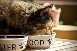 En este momento estás viendo ¿Los gatos pueden comer comida salada?