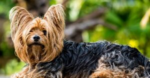 Razas de perros pequeños: Yorkshire Terrier