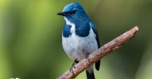 Lee más sobre el artículo Las aves más hermosas del mundo