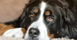 Lee más sobre el artículo Raza de perros grandes peludos: Todo lo que debes saber