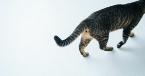 Lee más sobre el artículo ¿Por qué los gatos mueven la cola?