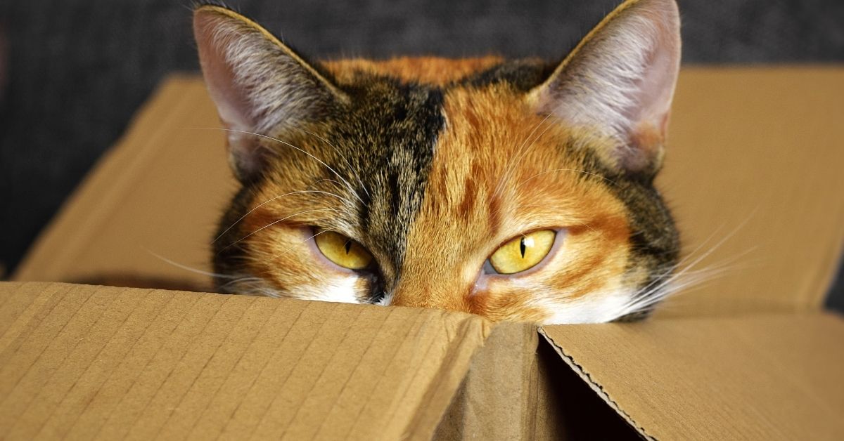 Lee más sobre el artículo ¿Cómo quitar las pulgas a un gato?: Los mejores métodos