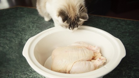 Mi gato puede comer pollo crudo? • WIFPETS