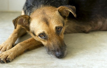 Lee más sobre el artículo Mi perro está triste y no quiere comer ¿Por qué?