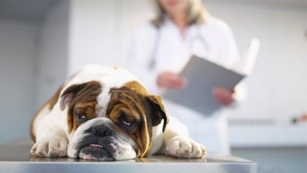 En este momento estás viendo Parásitos intestinales en perros, causas y tratamientos