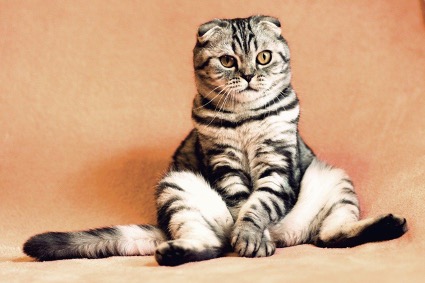 Lee más sobre el artículo ¿Cuál es el peso ideal de un gato?